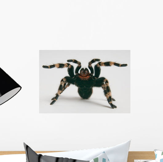 Brazilian Whiteknee Tarantula Wall Decal