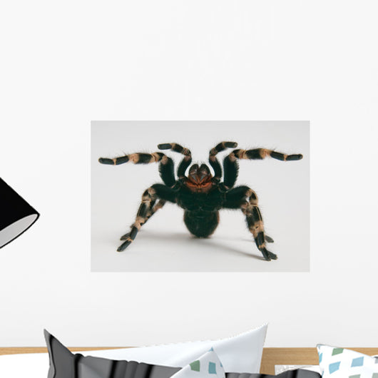 Brazilian Whiteknee Tarantula Wall Decal