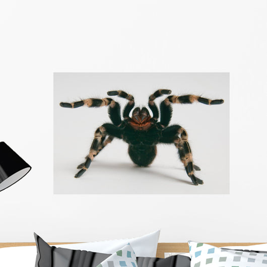 Brazilian Whiteknee Tarantula Wall Decal