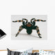 Brazilian Whiteknee Tarantula Wall Decal