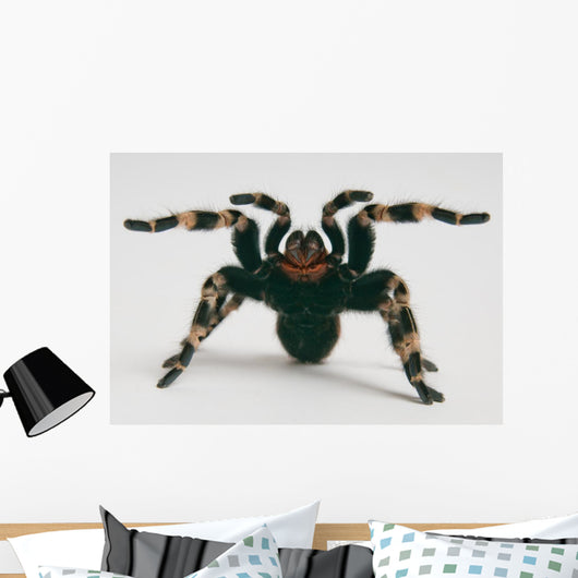 Brazilian Whiteknee Tarantula Wall Decal
