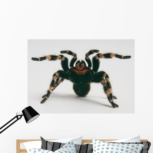 Brazilian Whiteknee Tarantula Wall Decal