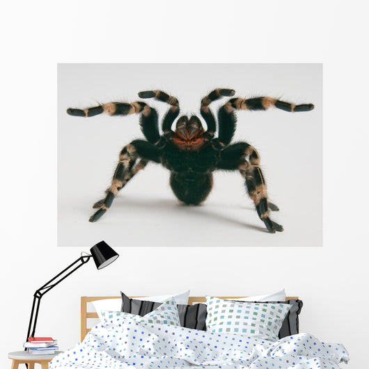 Brazilian Whiteknee Tarantula Wall Decal