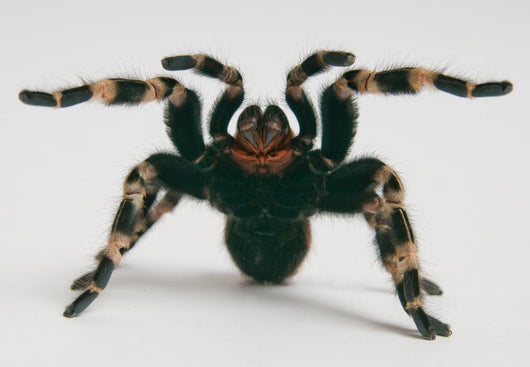 Brazilian Whiteknee Tarantula Wall Decal