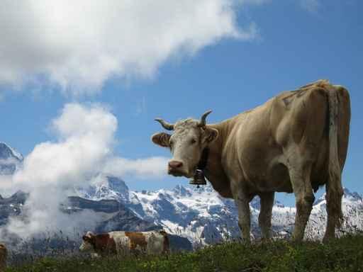 Swiss Cow Wall Decal