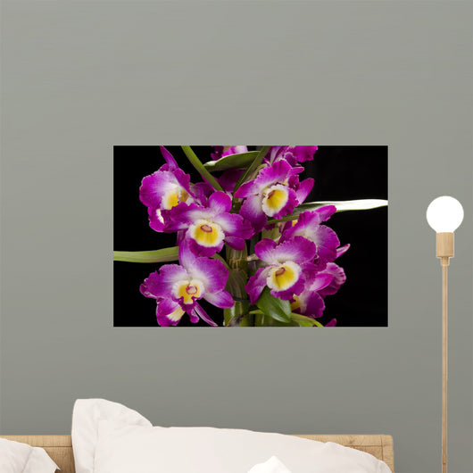 Dendrobium Nobile Wall Decal