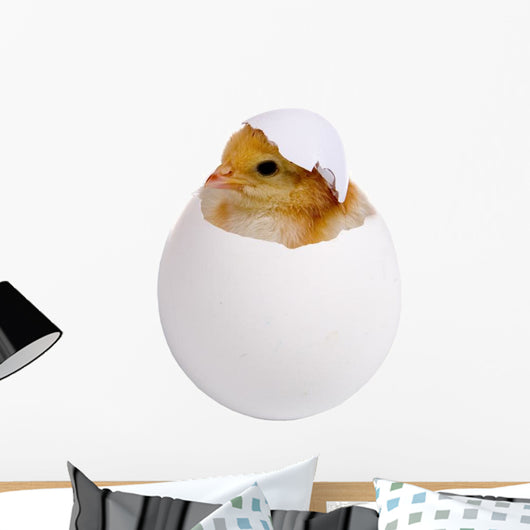 Chicken Shell Wall Decal