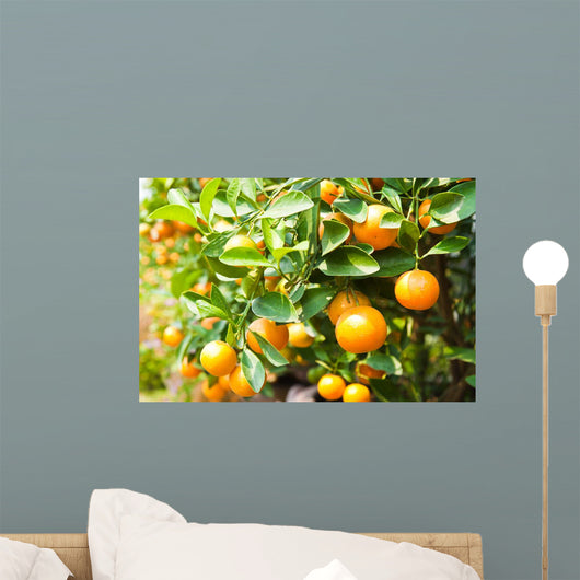 Orange Tree