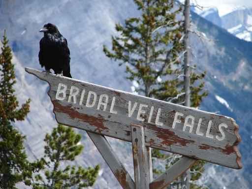 Vogel Auf Schild Wall Decal