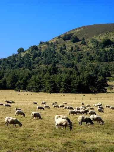 Sheep Wall Decal