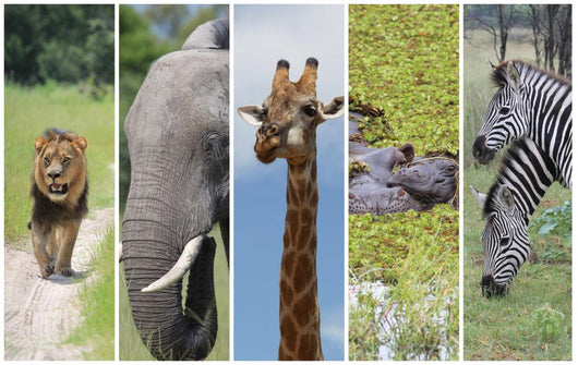 African Animals Wall Mural