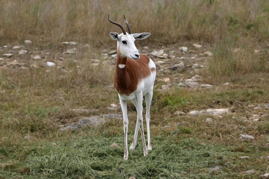 Dama Gazelle Wall Mural