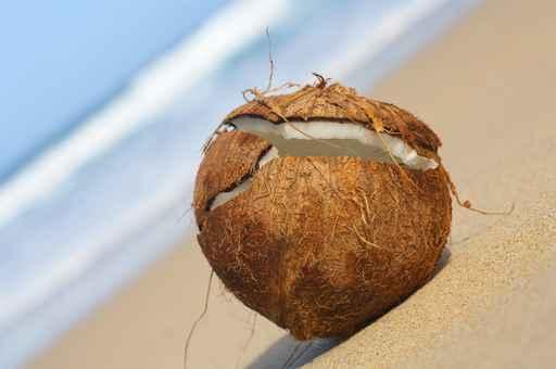 Cracked Coconut Wall Decal