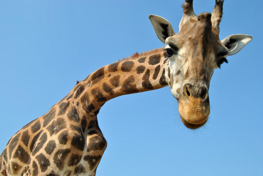 Giraffe Wall Mural