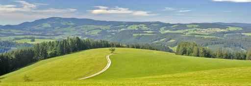 Black Forest Wide Shot Wall Decal