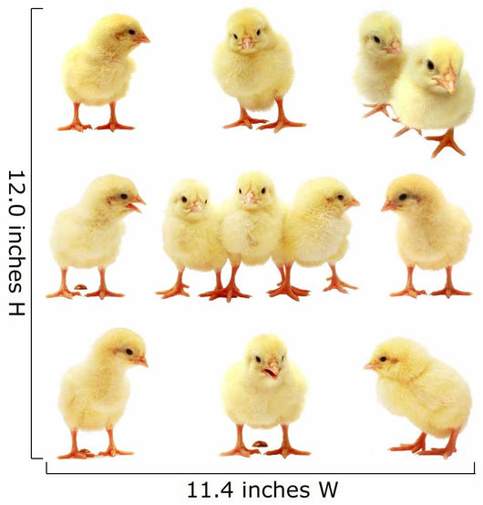 Easter Chick - Isolated Set Wall Decal