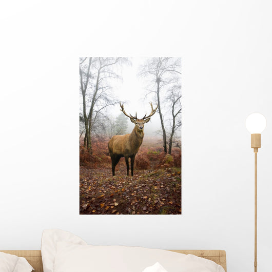 Red Deer Stag Foggy