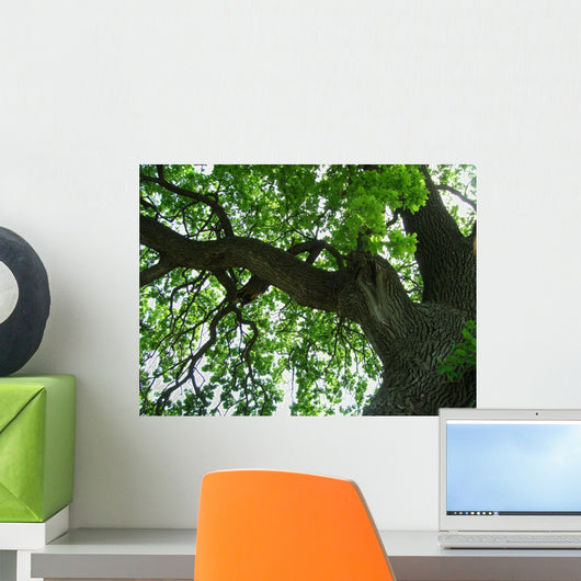 800 year oak tree Wall Mural