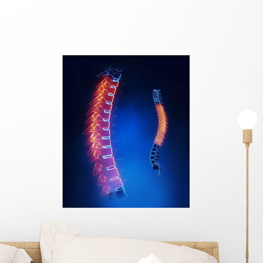 Thoracic Spine Anatomy Blue