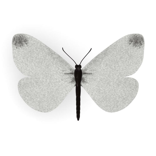 3D Render of Leptidea Sinapis Wall Decal