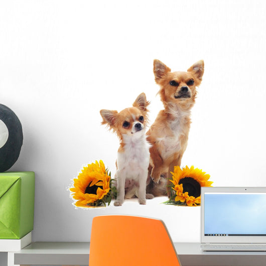 Chihuahuas and Sunflowers