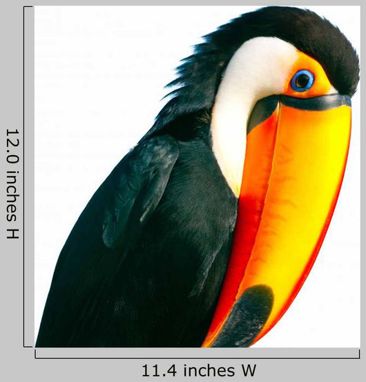 Colorful Toucan Parrot with