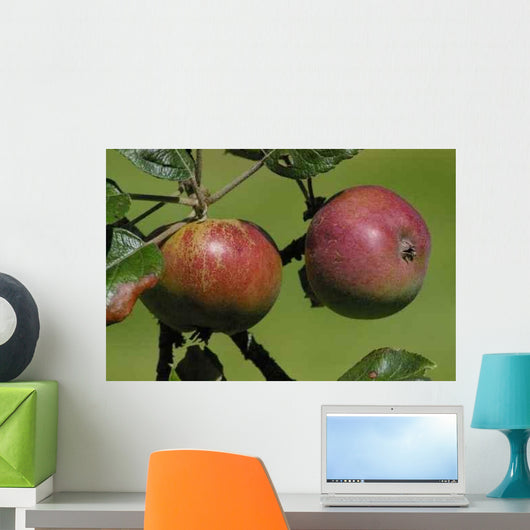 Norman Apples Wall Decal