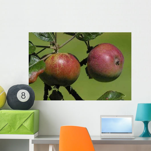 Norman Apples Wall Decal