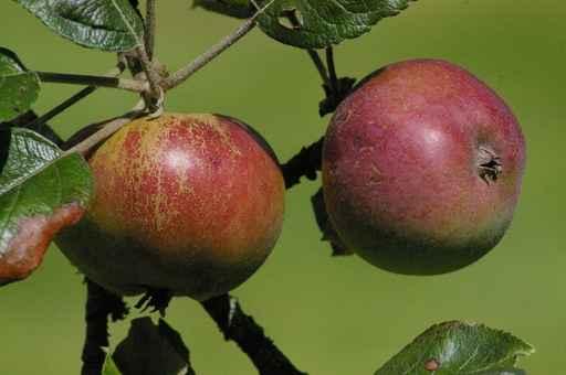 Norman Apples Wall Decal