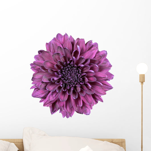 Purple Chrysanthemum Flower White Wall Decal