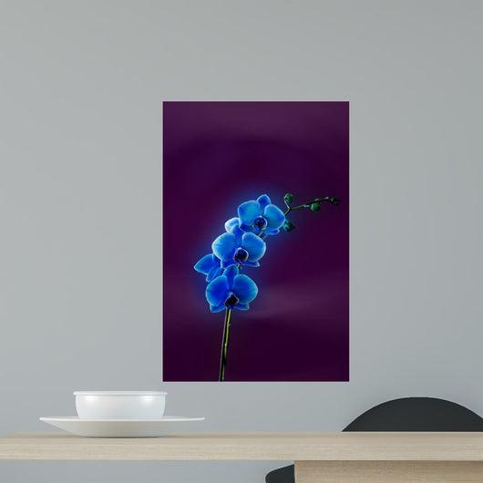 Blue Orchid