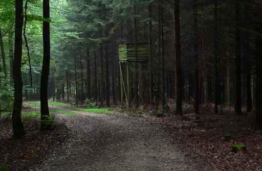 Forest Wall Decal