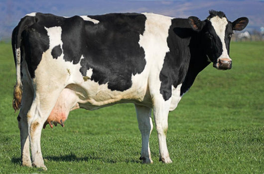 Holstein Cow Wall Decal