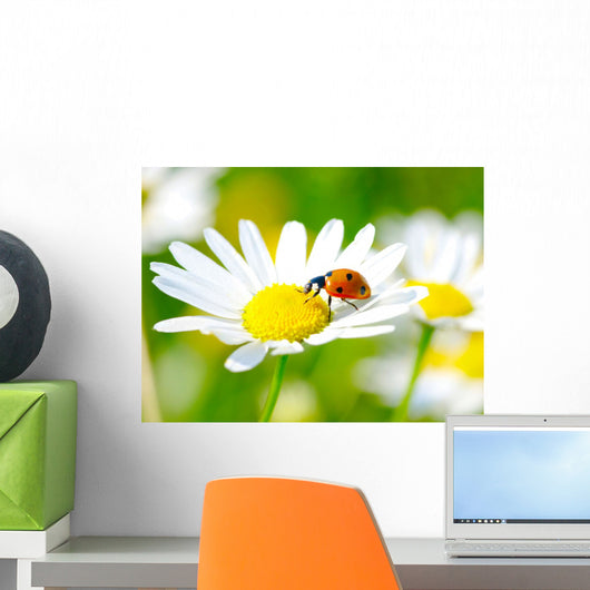 Ladybug
