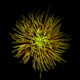 Spider Chrysanthemum Wall Mural