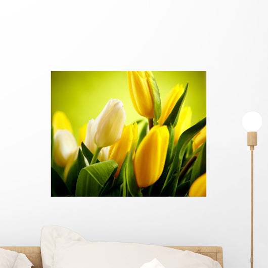 Yellow and White Tulip
