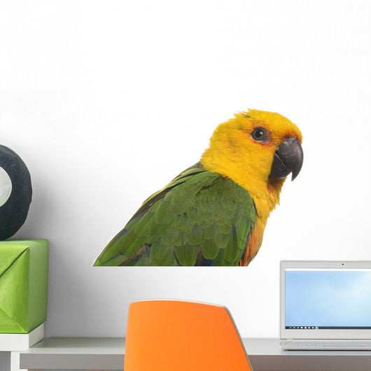 Jenday Conure Parrot White