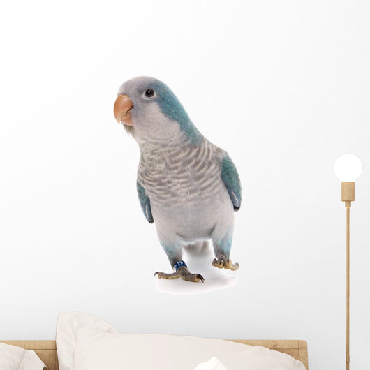 Young Blue Quaker White