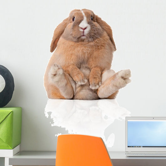Little Bunny Sitting