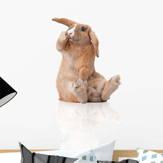 Surprised Little Bunny Sitting