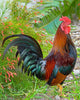 Rooster Wall Decal