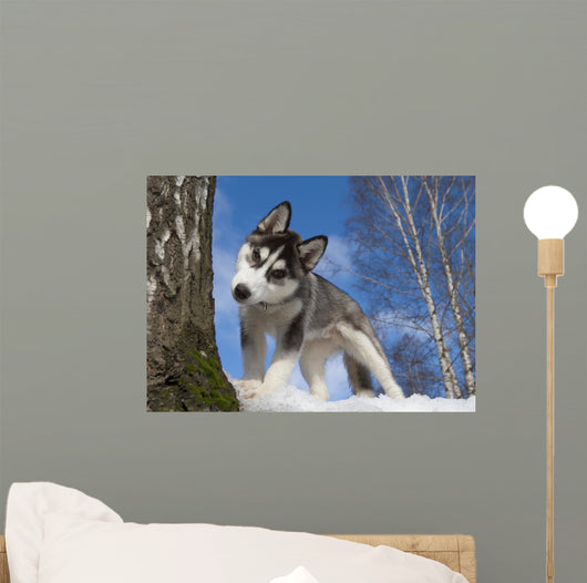 Siberian Husky Puppy