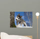 Siberian Husky Puppy