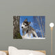 Siberian Husky Puppy