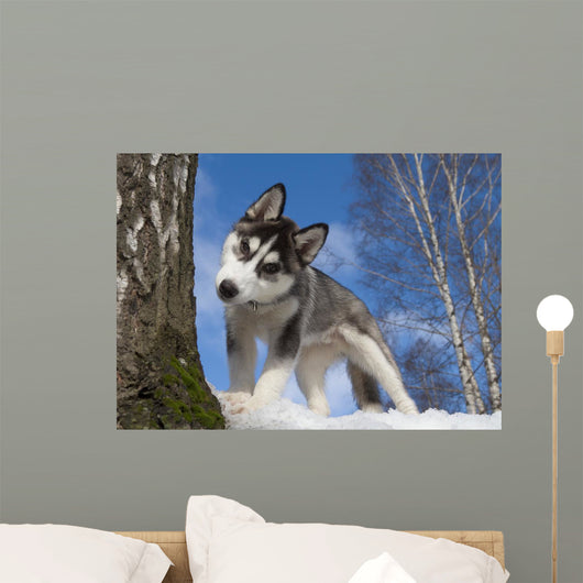 Siberian Husky Puppy