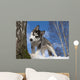 Siberian Husky Puppy