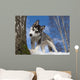 Siberian Husky Puppy