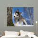 Siberian Husky Puppy