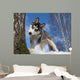Siberian Husky Puppy
