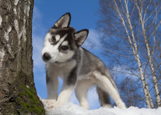 Siberian Husky Puppy